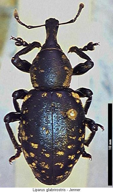 liparus_glabrirostris_hab.jpg