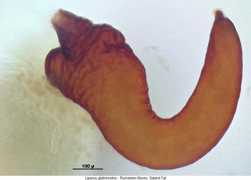 liparus_glabrirostris_sperm.jpg