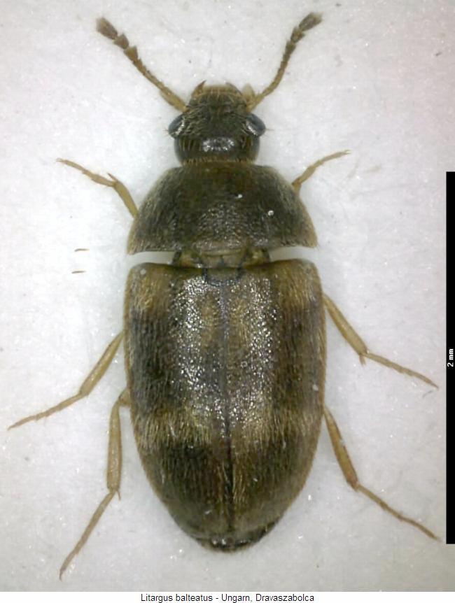 litargus_balteatus_hab.jpg