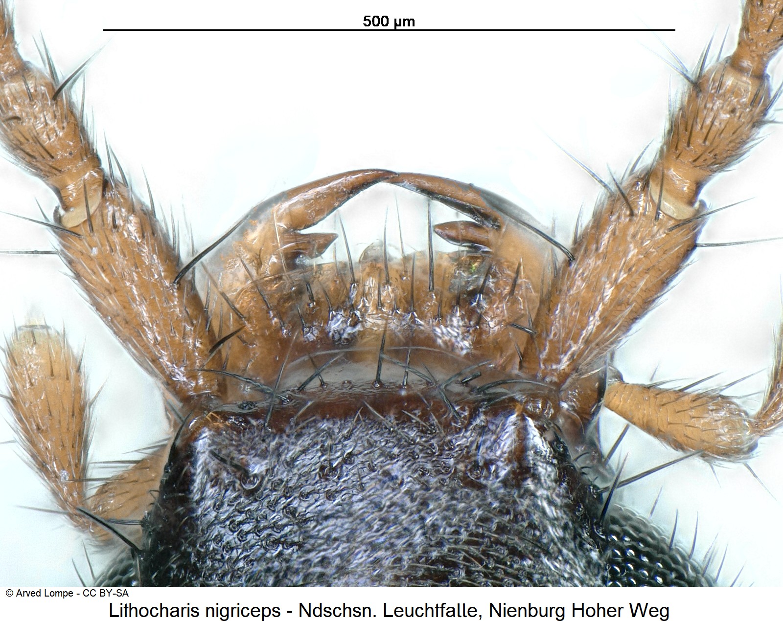 lithocharis_nigriceps_ck38119596_ol.jpg