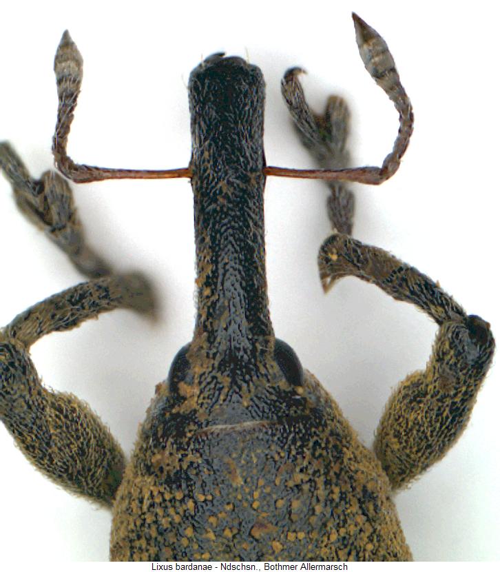 lixus_bardanae_k.jpg