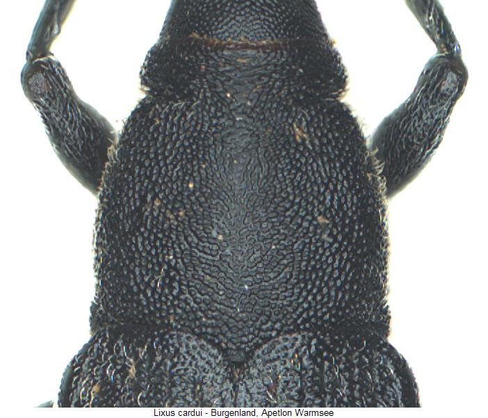 lixus_cardui_hsch.jpg