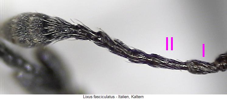 lixus_fasciculatus_f.jpg