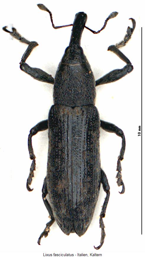 lixus_fasciculatus_hab.jpg