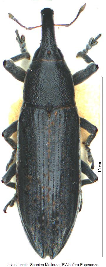 lixus_juncii_hab.jpg