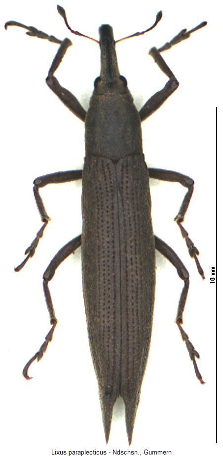 lixus_paraplecticus_hab.jpg