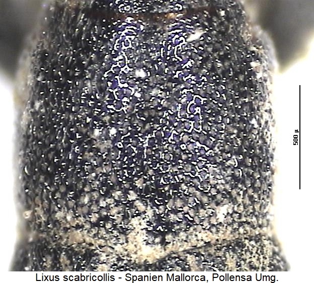 lixus_scabricollis_hsch.jpg