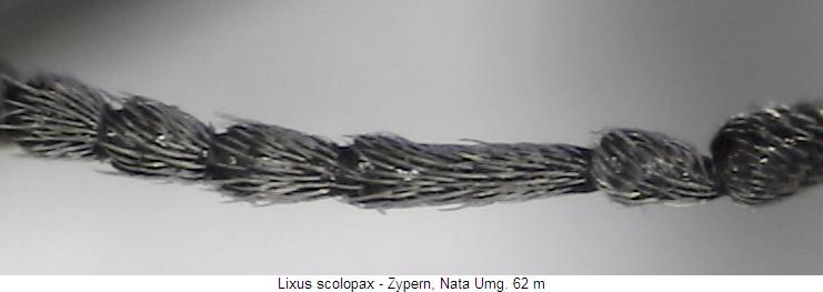 lixus_scolopax_f.jpg