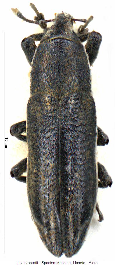 lixus_spartii_hab.jpg