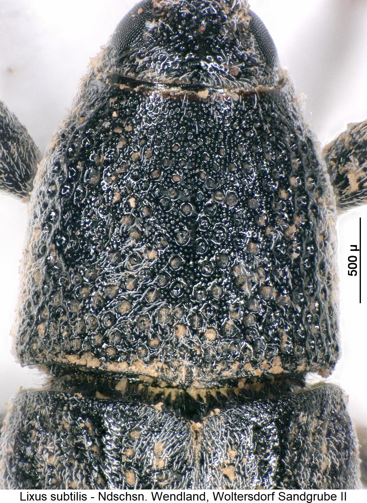 lixus_subtilis_hsch1.jpg