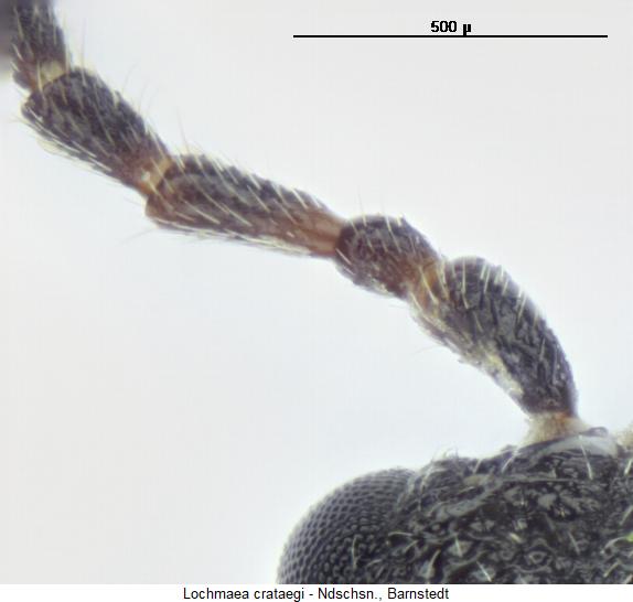 lochmaea_crataegi_f.jpg
