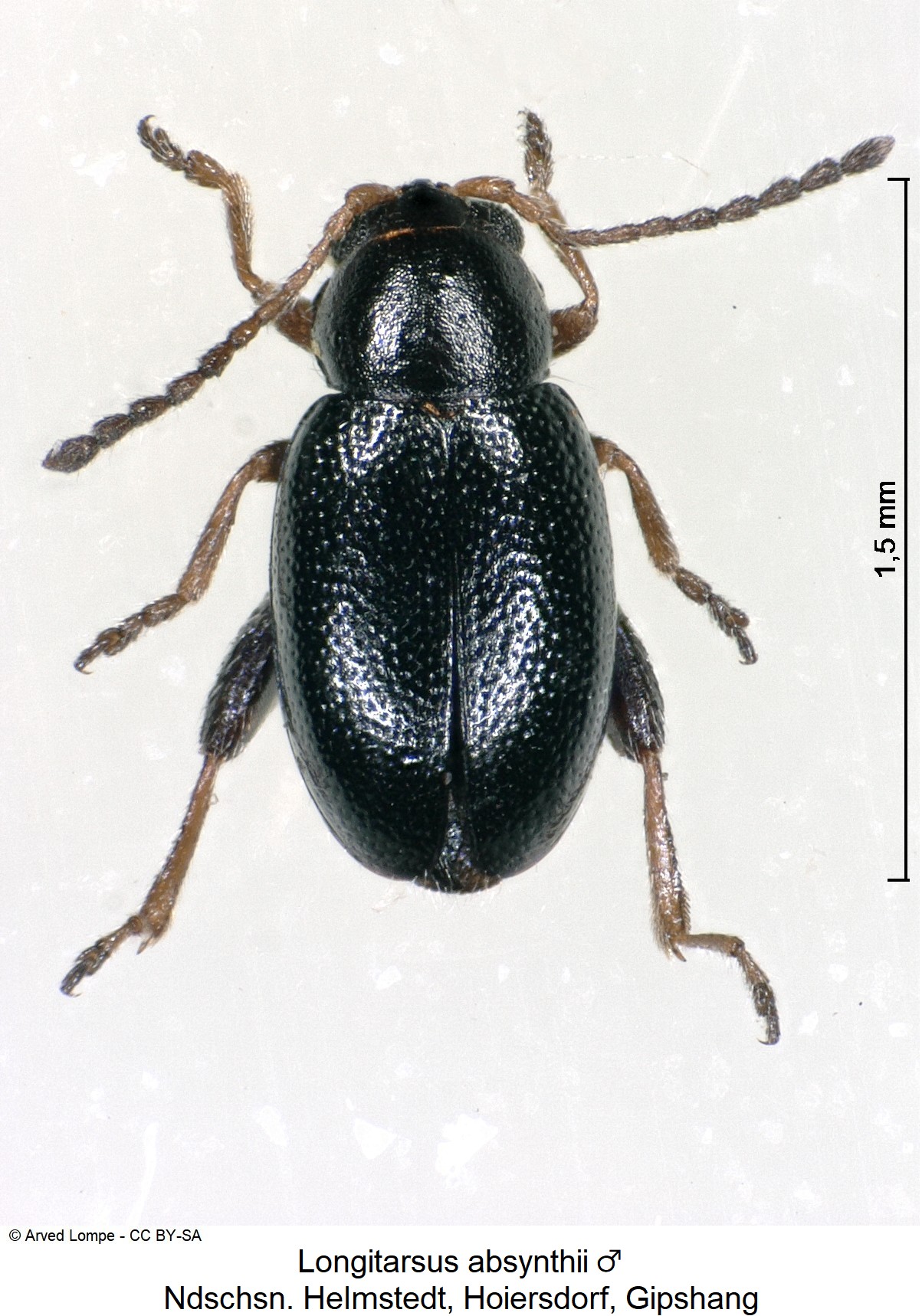 longitarsus_absynthii_m_hab.jpg