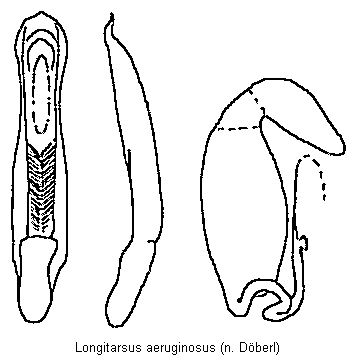 longitarsus_aeruginosus.gif
