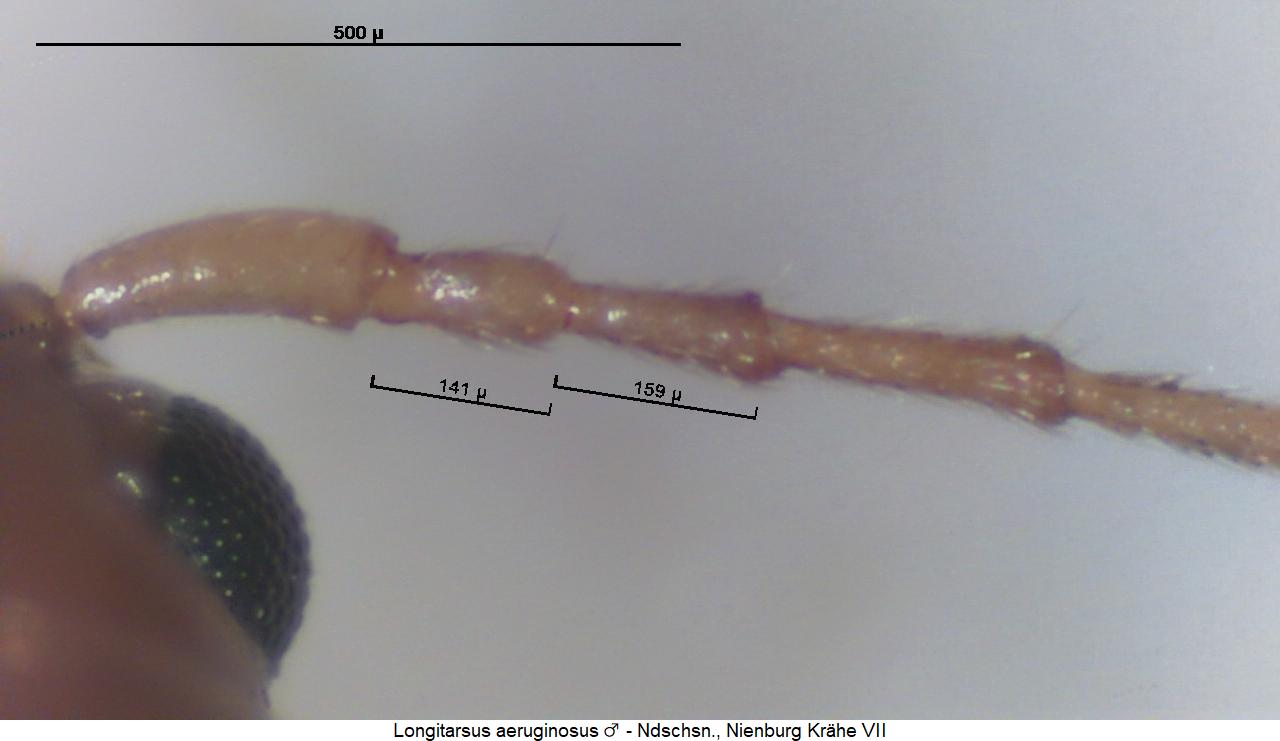 longitarsus_aeruginosus_f1.jpg