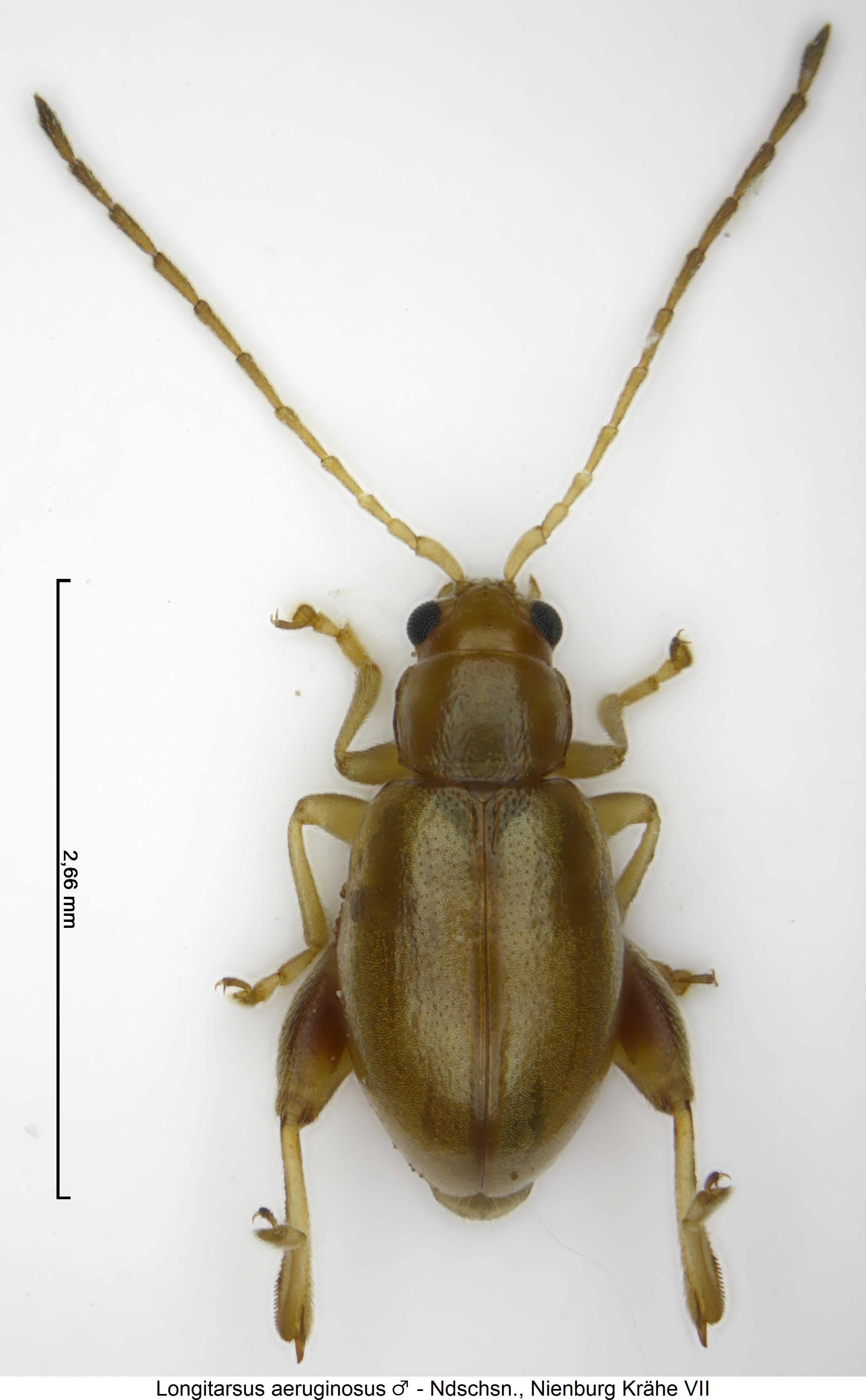 longitarsus_aeruginosus_hab.jpg