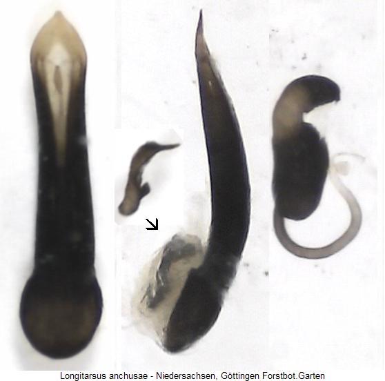 longitarsus_anchusae.jpg