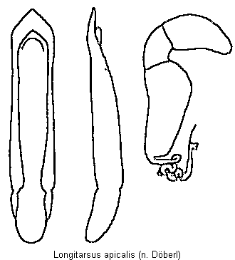 longitarsus_apicalis.gif