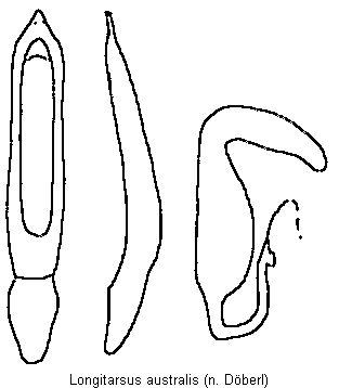 longitarsus_australis.gif