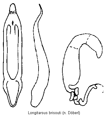 longitarsus_brisouti.gif