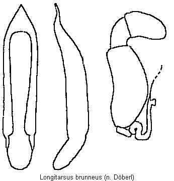 longitarsus_brunneus.gif