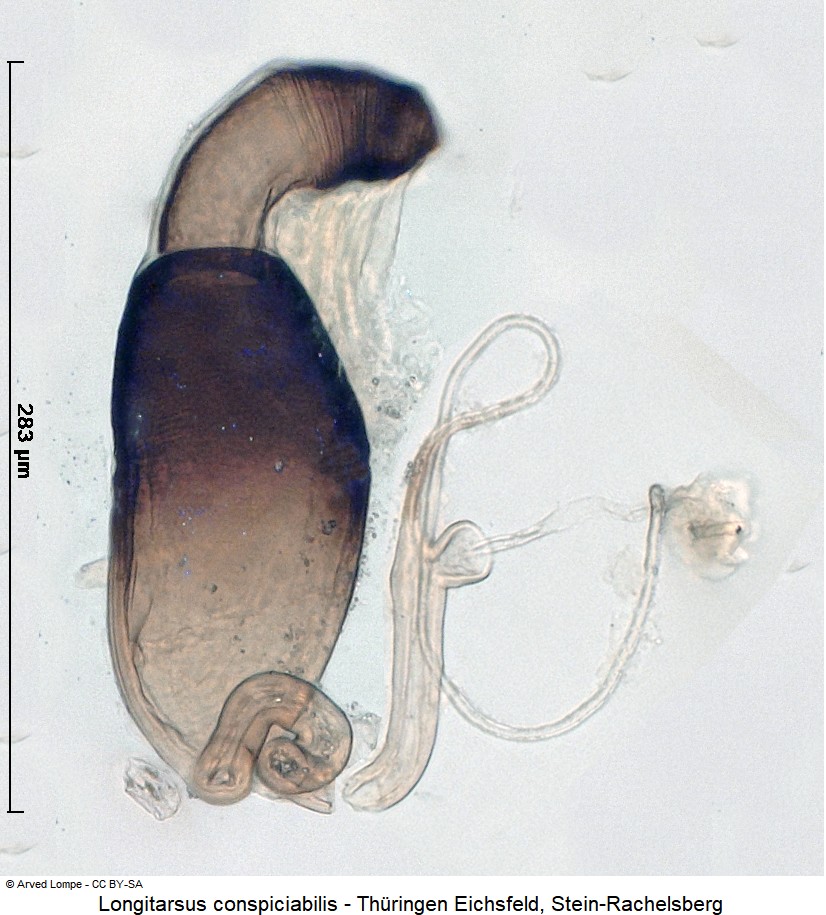 longitarsus_conspiciabilis_sperm.jpg