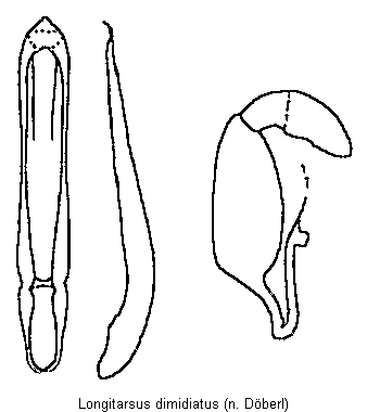 longitarsus_dimidiatus.gif
