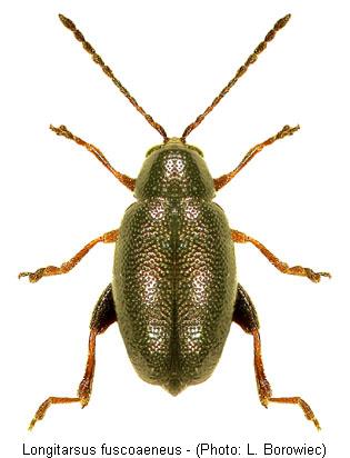 longitarsus_fuscoaeneus.jpg