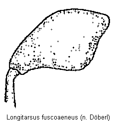 longitarsus_fuscoaeneus_hschl.gif