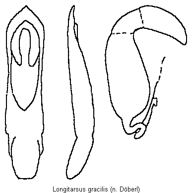 longitarsus_gracilis.gif