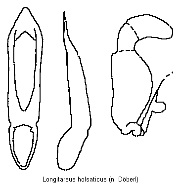 longitarsus_holsaticus.gif