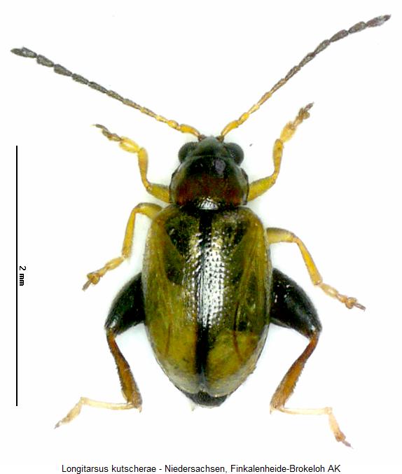 longitarsus_kutscherae_hab.jpg