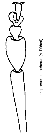 longitarsus_kutscherae_vtr.gif