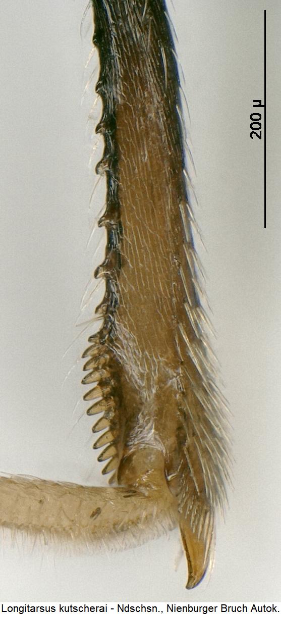longitarsus_kutscherai_hschn.jpg