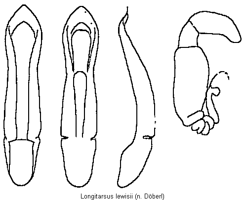 longitarsus_lewisii.gif