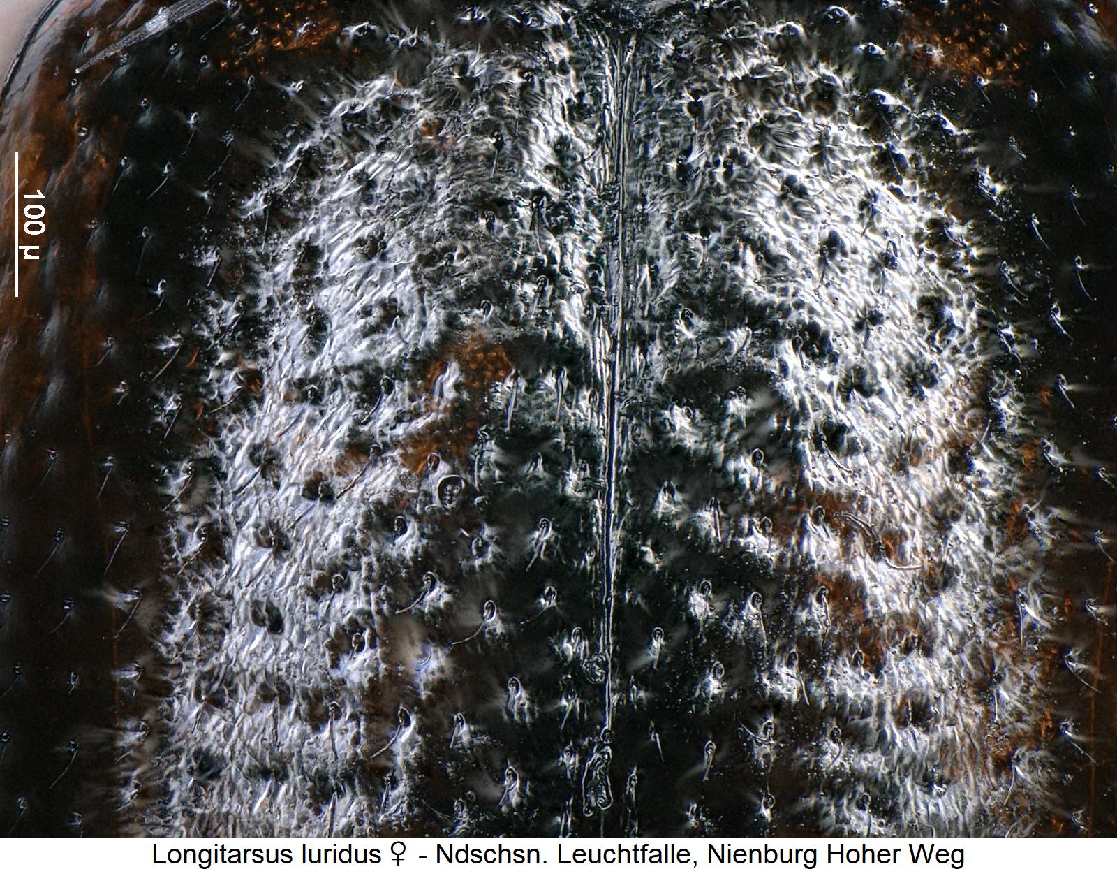 longitarsus_luridus_w_ms.jpg