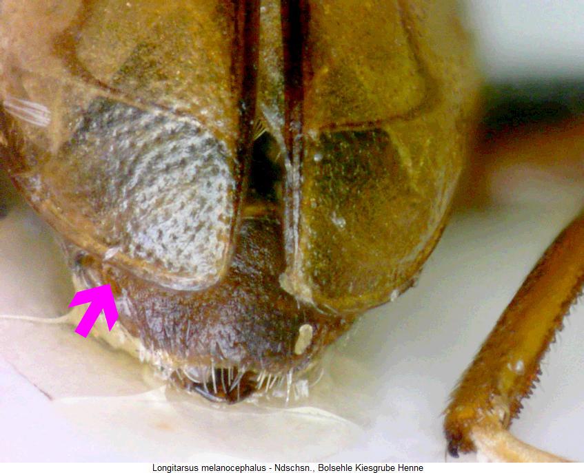 longitarsus_melanocephalus_fld.jpg