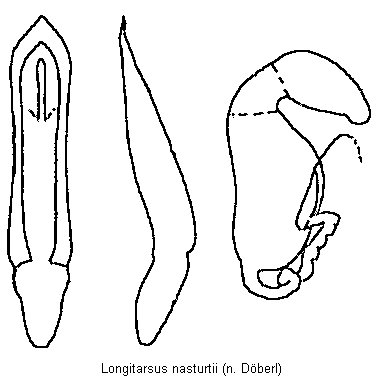 longitarsus_nasturtii.gif