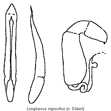 longitarsus_nigrocillus.gif