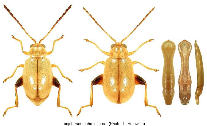 longitarsus_ochroleucus.jpg