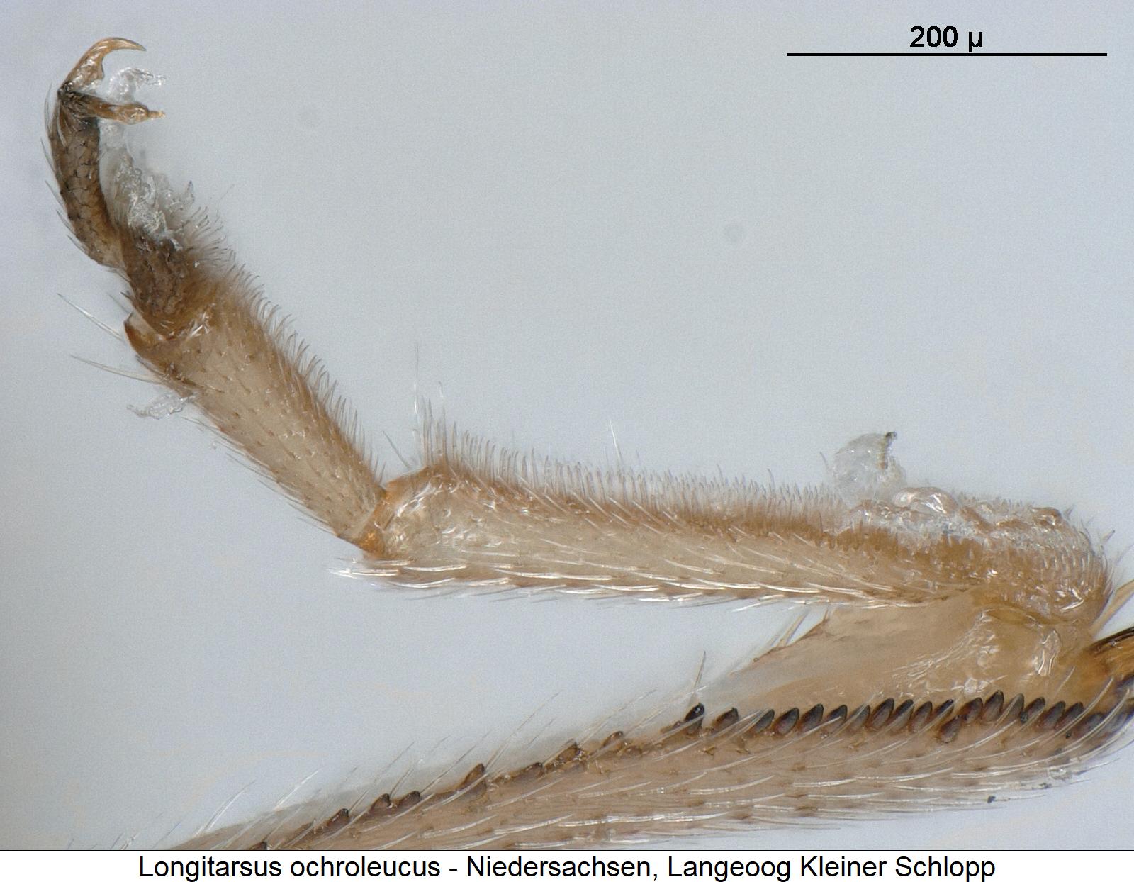 longitarsus_ochroleucus_htr.jpg