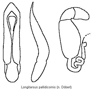 longitarsus_pallidicornis.gif