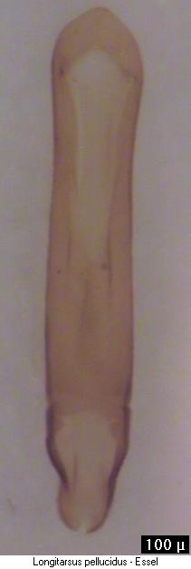 longitarsus_pellucidus.jpg