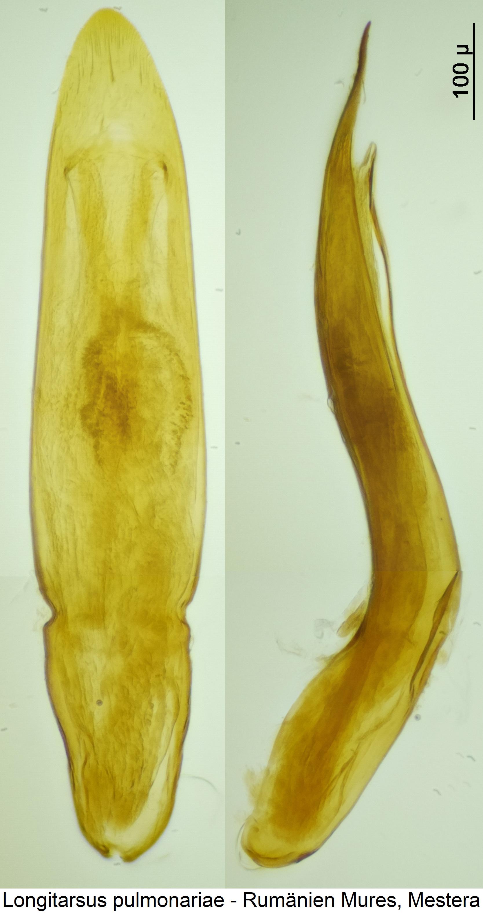 longitarsus_pulmonariae.jpg