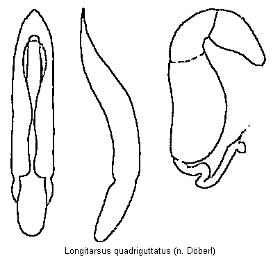 longitarsus_quadriguttatus.gif