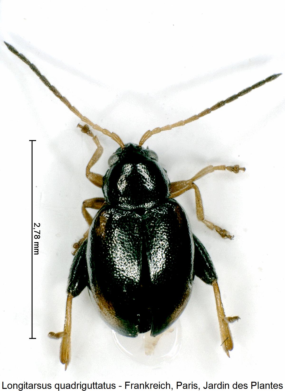 longitarsus_quadriguttatus_hab.jpg