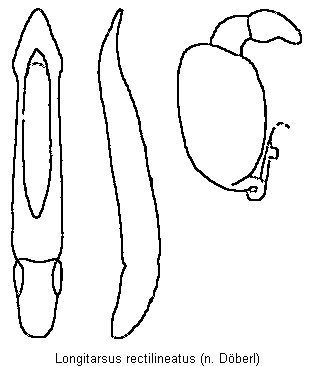 longitarsus_rectilineatus.gif