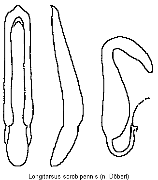longitarsus_scrobipennis.gif
