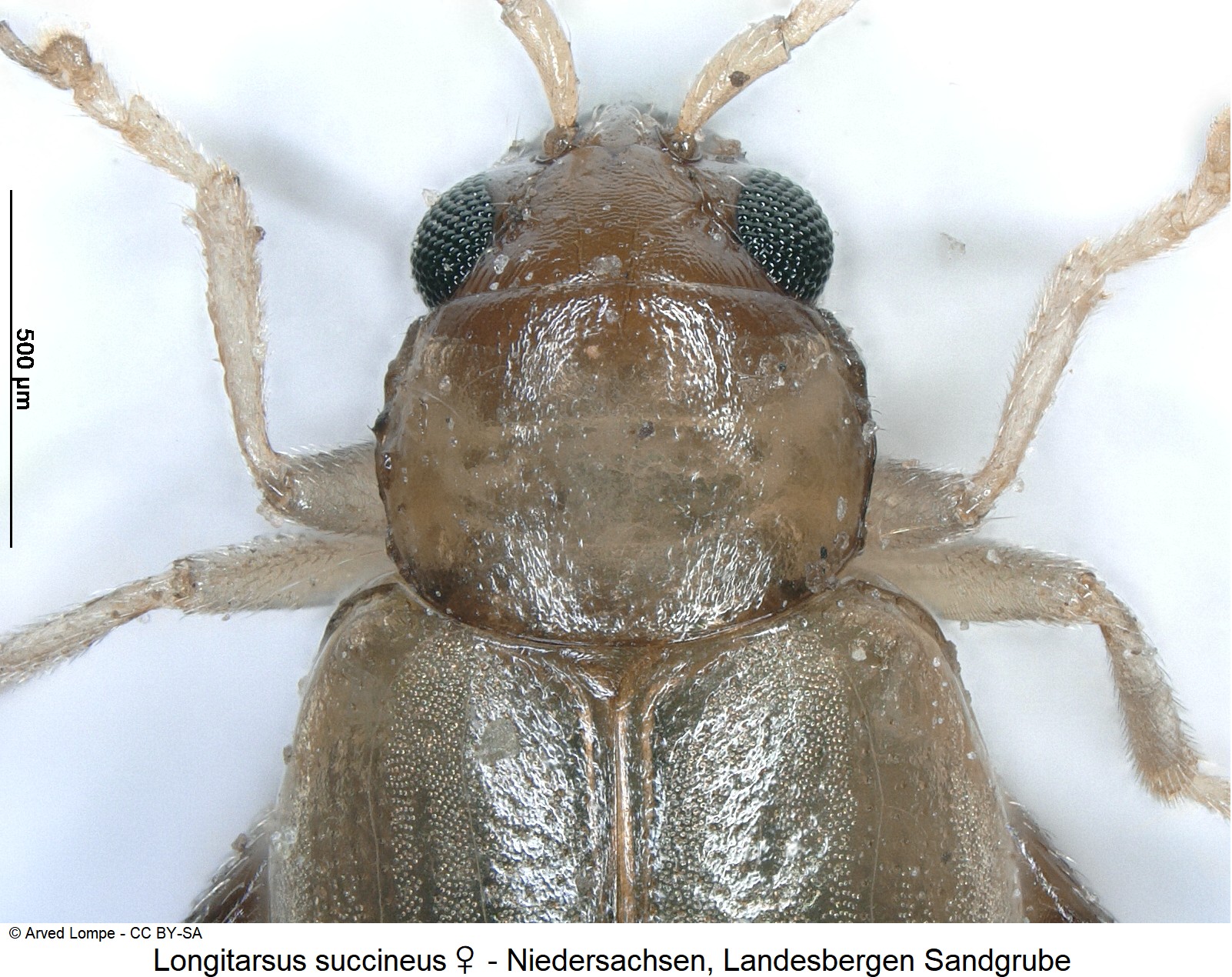 longitarsus_succineus_w_ck31956461_vk.jpg