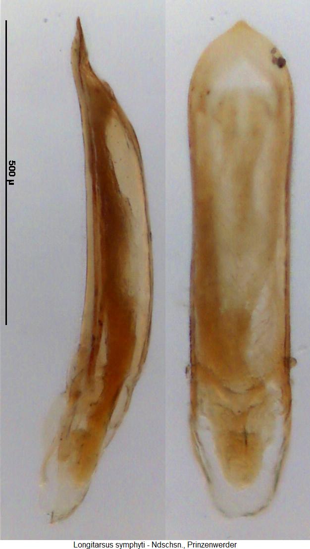 longitarsus_symphyti.jpg