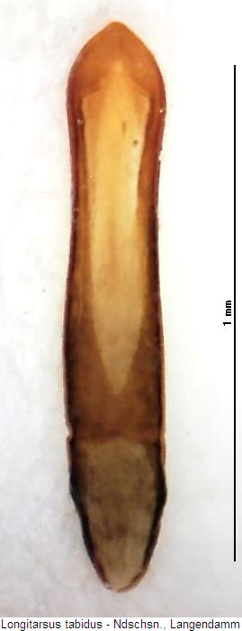 longitarsus_tabidus.jpg